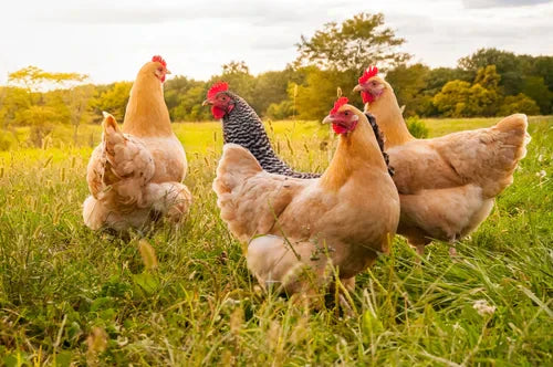 Understanding Where Your Chicken Comes From: Free Range vs. Farm-Raised vs Pasture-Raised in New York